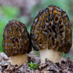 Soirée Asperges & Morilles